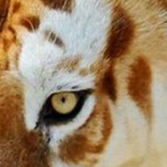 ladycatweeter's profile banner image