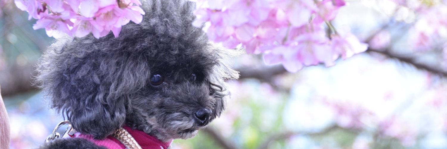 miwa💜244 banner