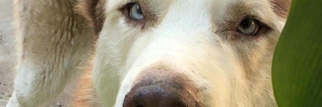 MiguelMorals4's profile banner image
