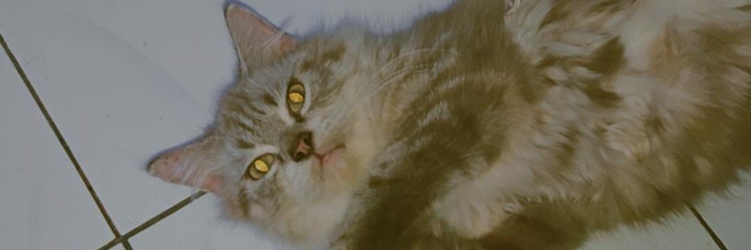 auficy's profile banner image