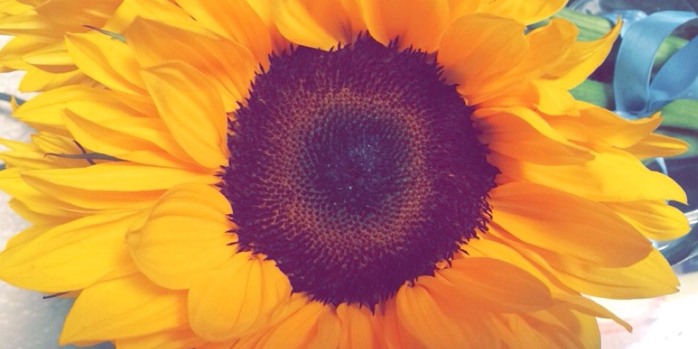 lovelylizardd's profile banner image
