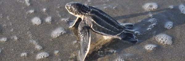 SEEturtles Profile Banner