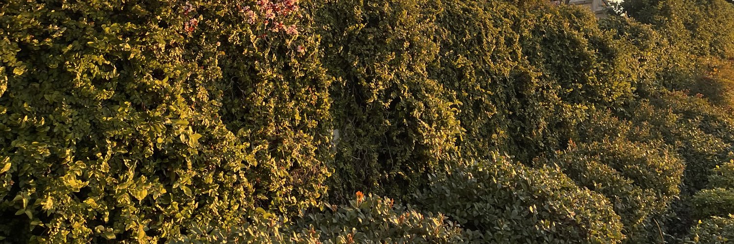 FSogoli's profile banner image