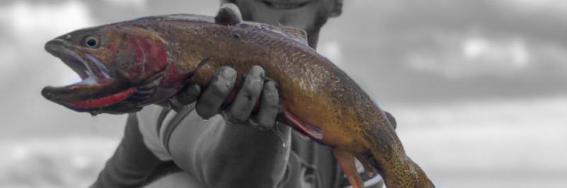 flyfishing_tips's profile banner image