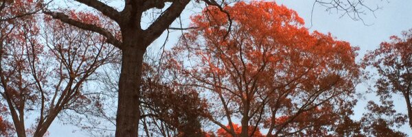 jkidston Profile Banner