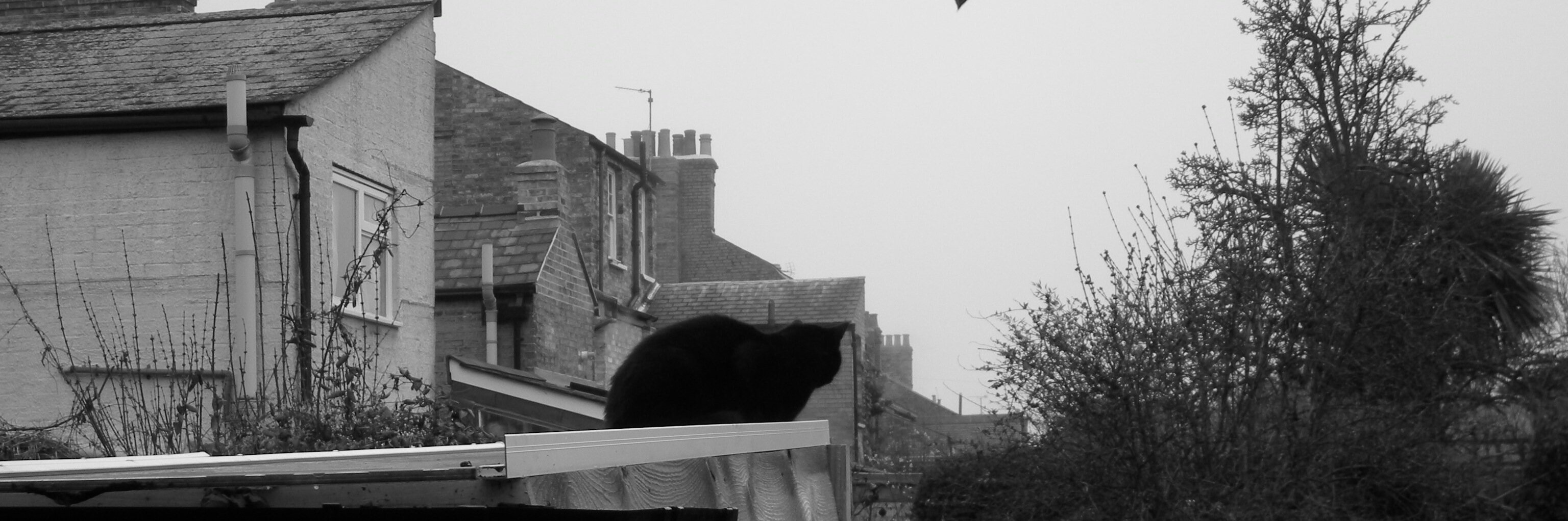 pdjmorelli's profile banner image