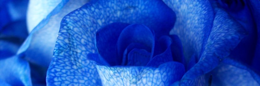 sofia sjöberg banner