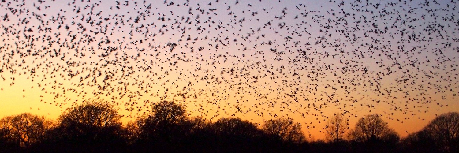 Lucy_Lapwing's profile banner image