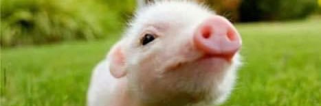 dianalvargasf's profile banner image