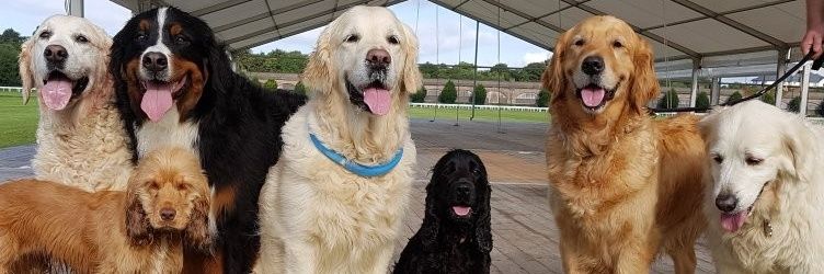 pupsandpets's profile banner image