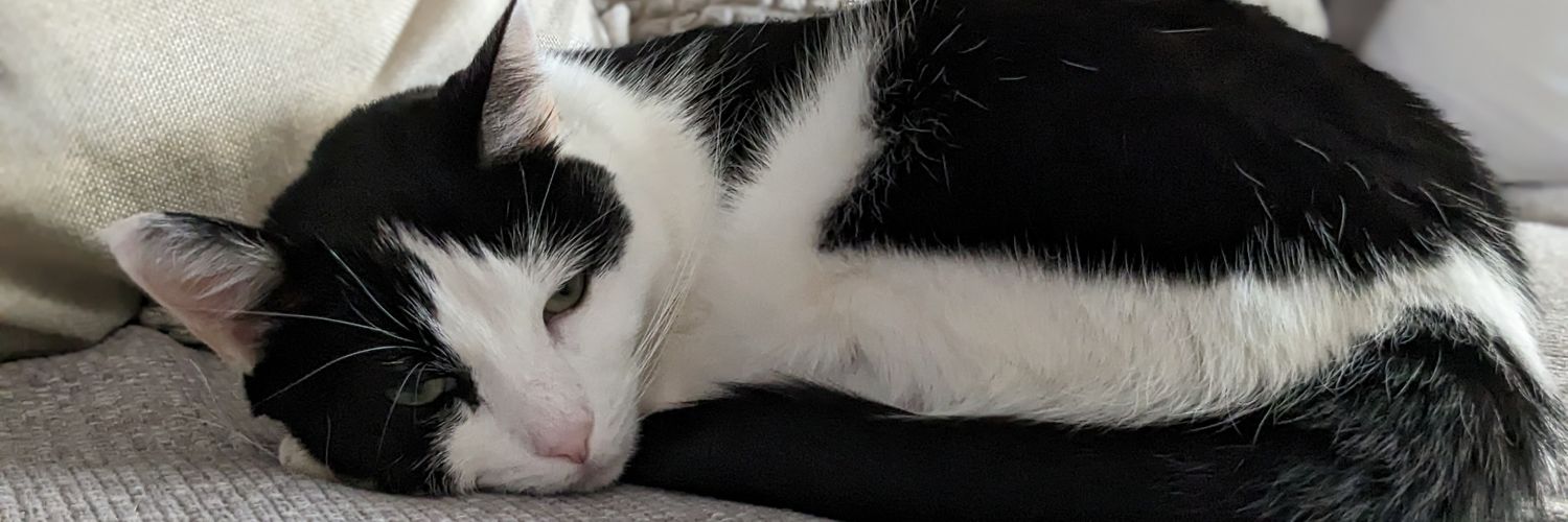 KimShibbyBob's profile banner image