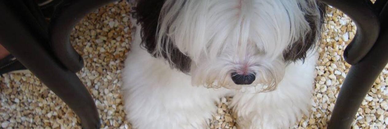 Gabriel Perline banner