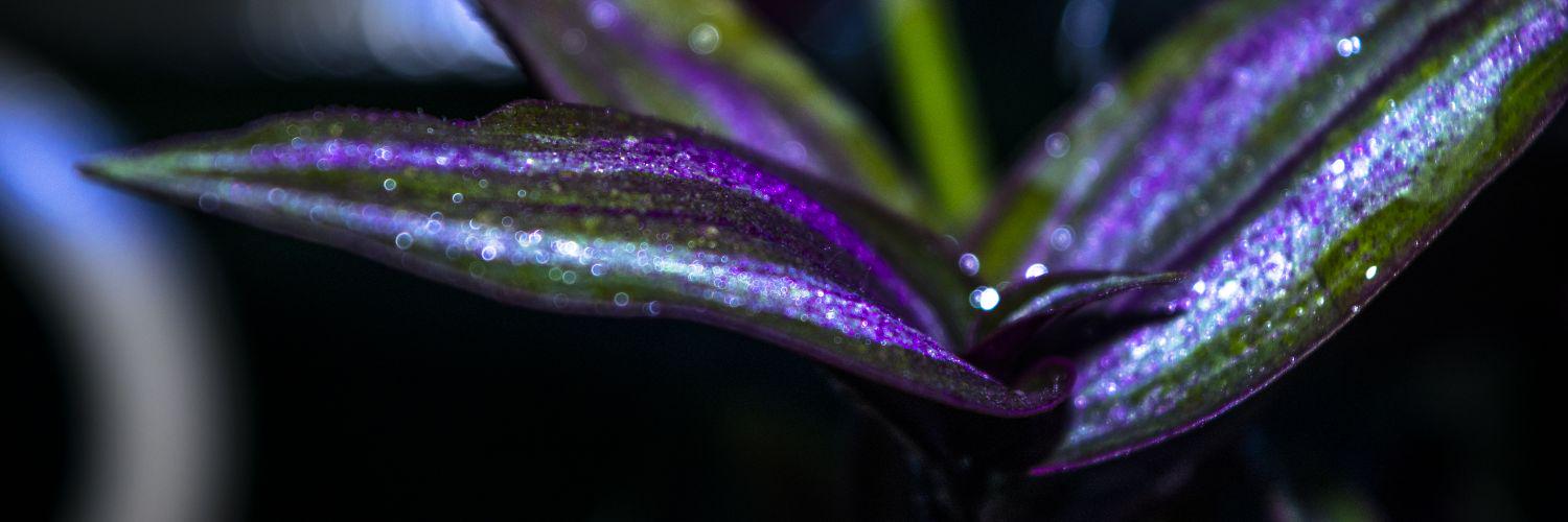 aneekroy2014's profile banner image