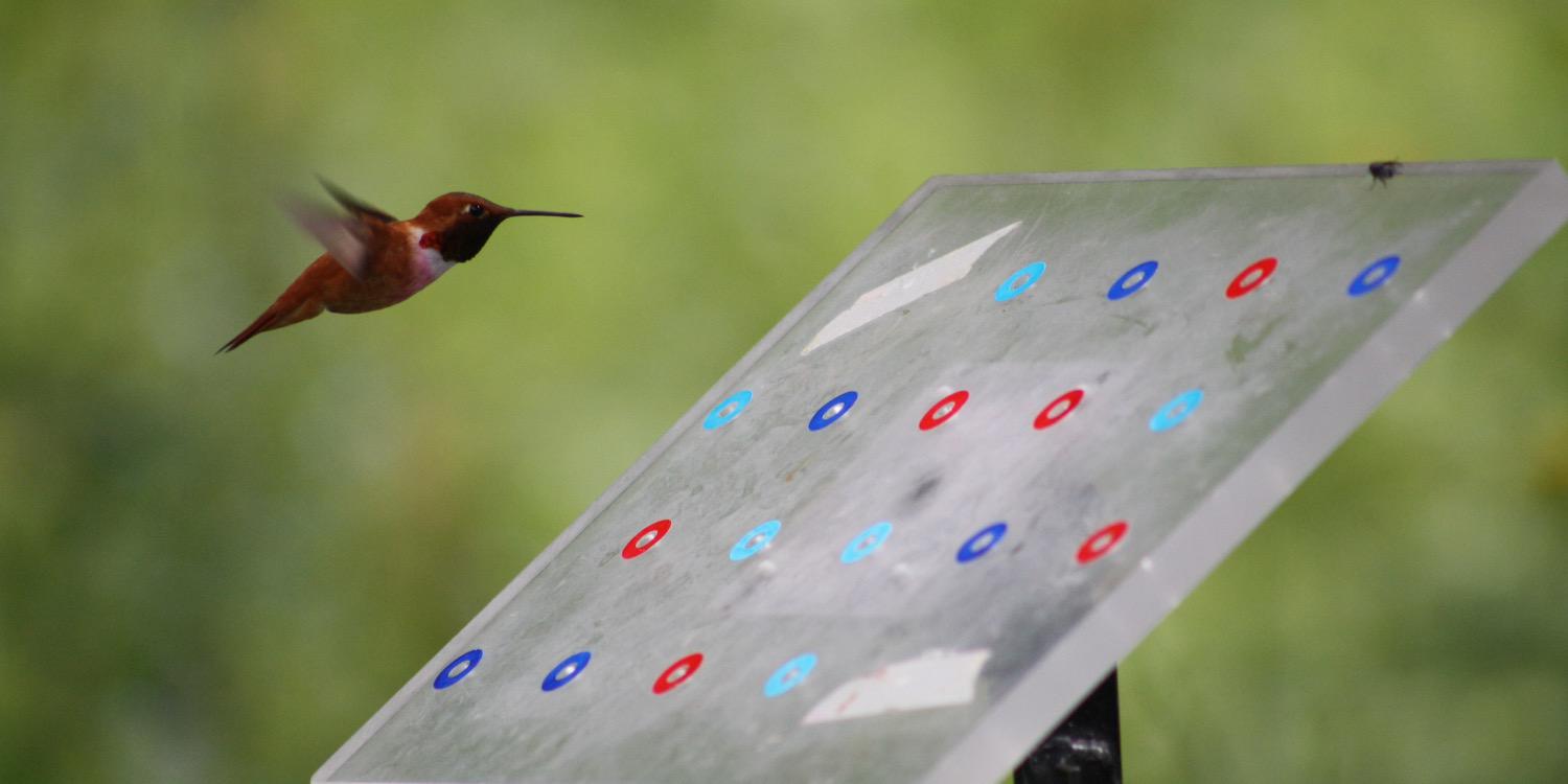 cognition wild/lab (@cogwild.bsky.social) banner