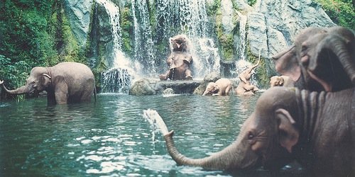 lallante's profile banner image