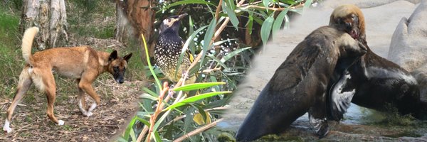 PitcherBen Profile Banner