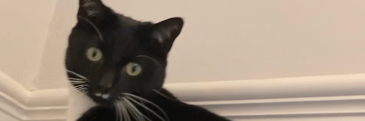 TashPearson's profile banner image
