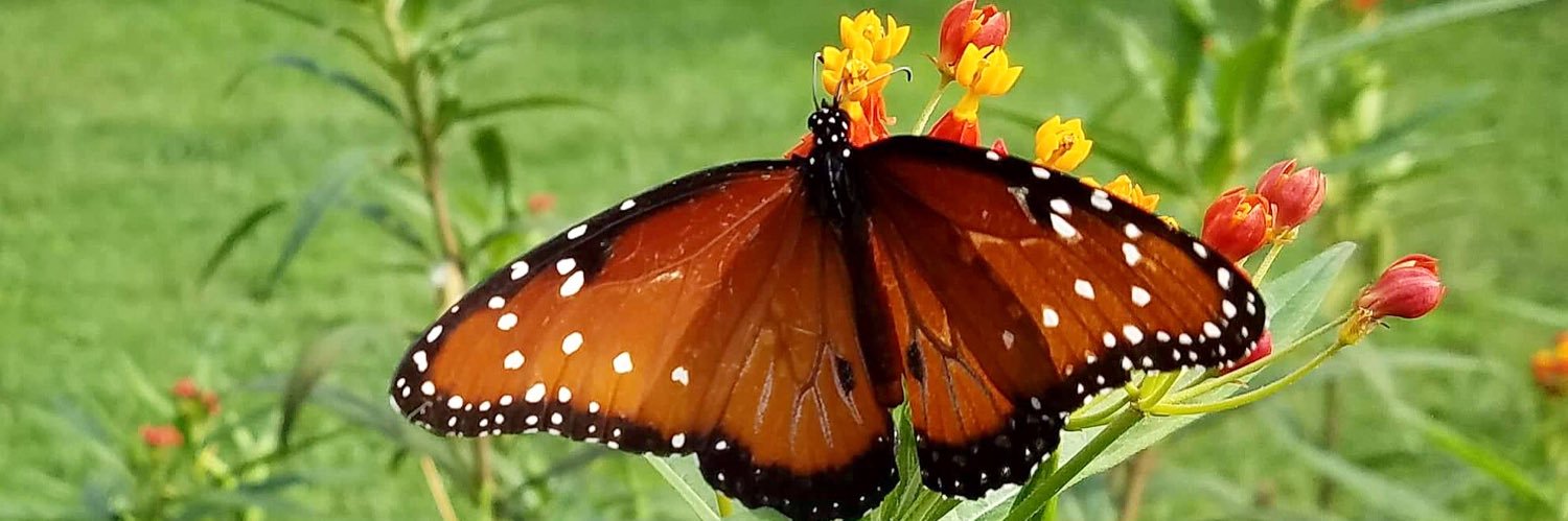 Sophia M Sachs Butterfly House banner
