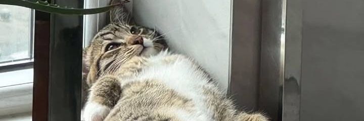 𝑨merta𓍯 banner