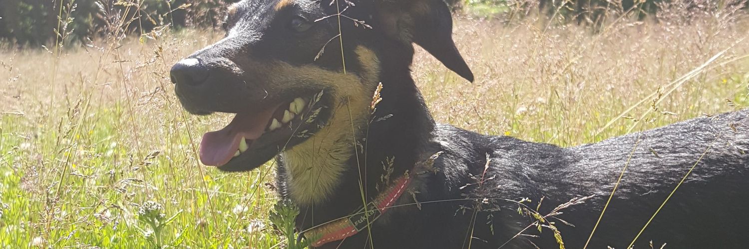 venlakatariia's profile banner image