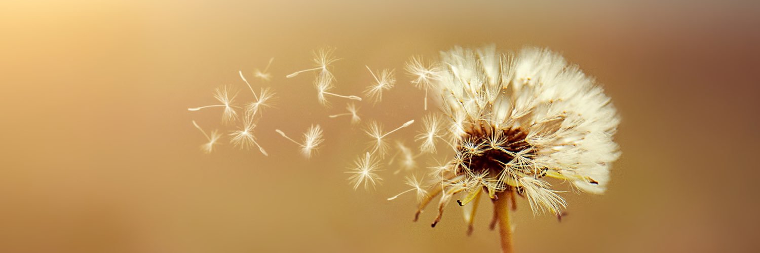 Augustynowska's profile banner image