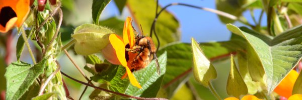 orange_pelican Profile Banner