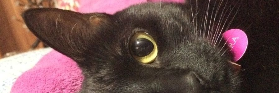 blackat2116's profile banner image