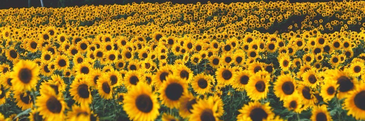 TicherMae's profile banner image