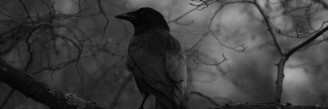 wolfman1298's profile banner image
