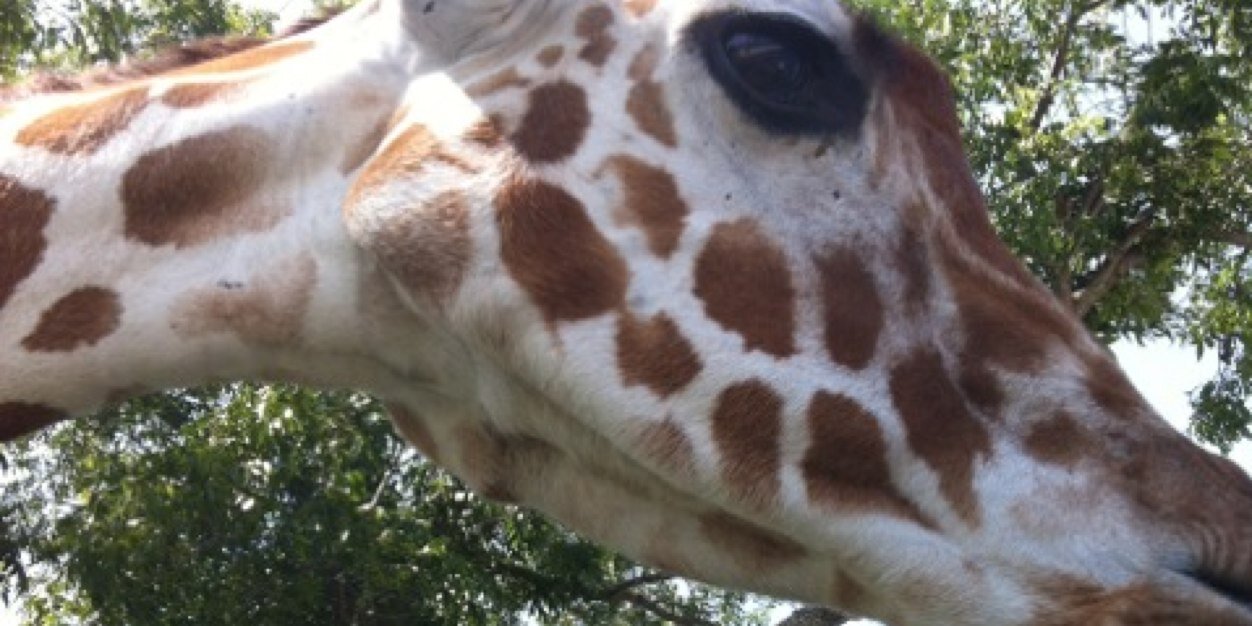 saraarnold74's profile banner image