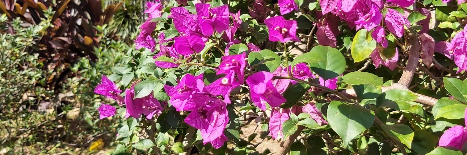 🇭🇰❤️🇭🇰❤️🇭🇰❤️ banner