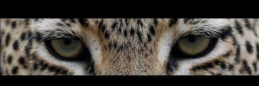 Cansvnc's profile banner image