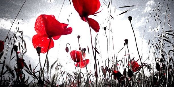 Dorothymac11's profile banner image