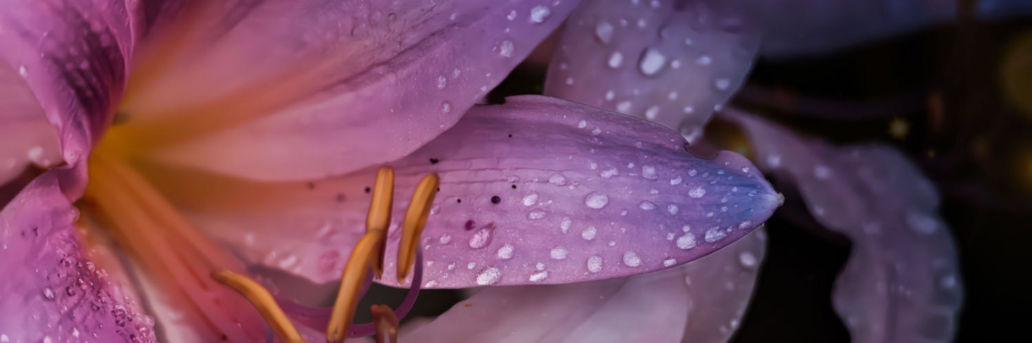 elisha24's profile banner image