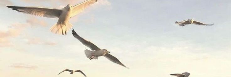 Raaaahalves's profile banner image