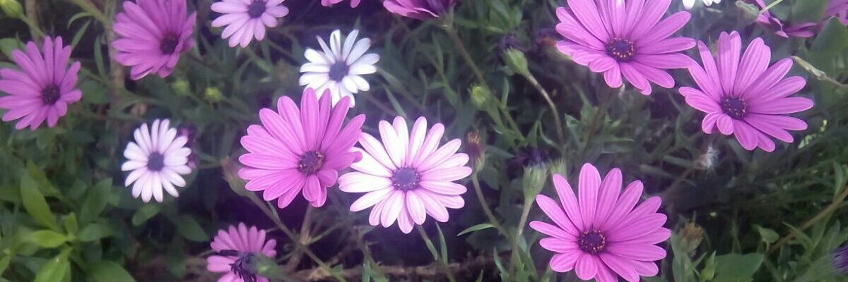 gelesmm's profile banner image