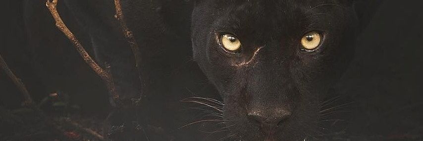 Sticky_Kitty's profile banner image