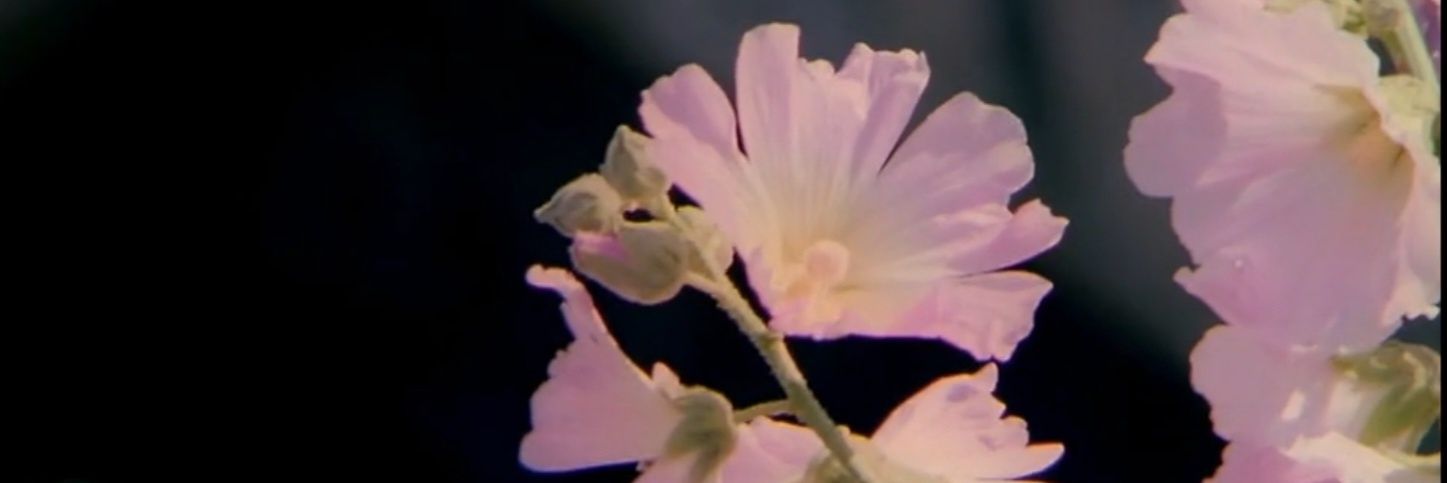 ktay_su's profile banner image
