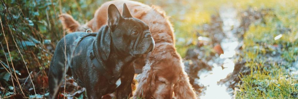 Edgard & Cooper banner