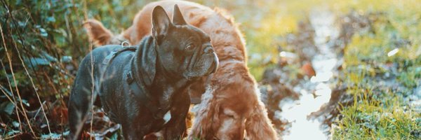 EdgardCooper Profile Banner