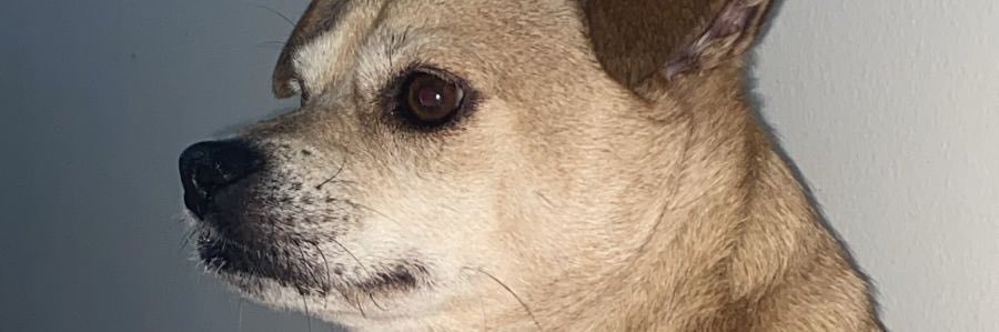 BruGollmann's profile banner image