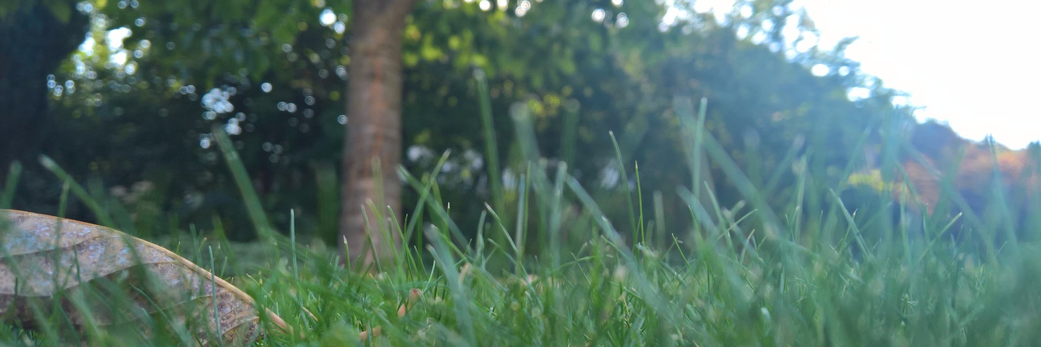 benschi11's profile banner image