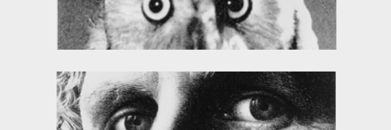 Harris Gondal banner