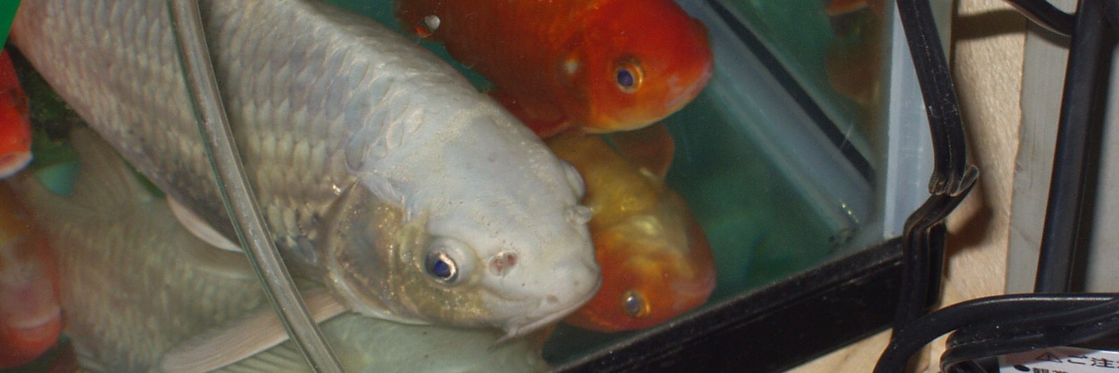 ヌマコドキkq赤青黄 banner