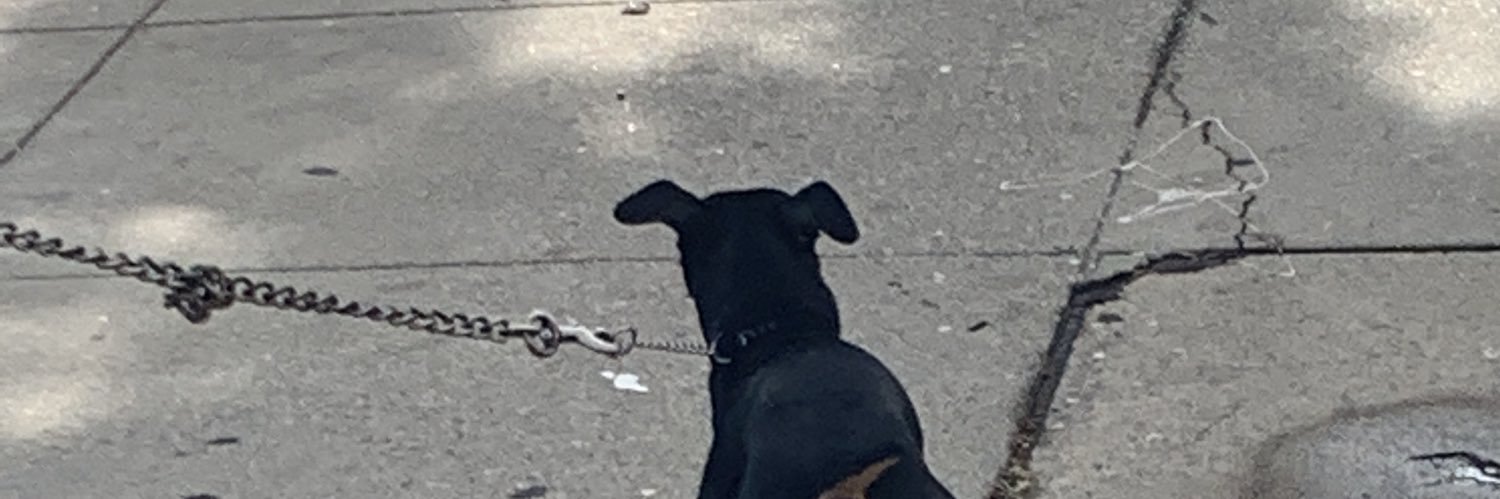 onlygreatdane's profile banner image