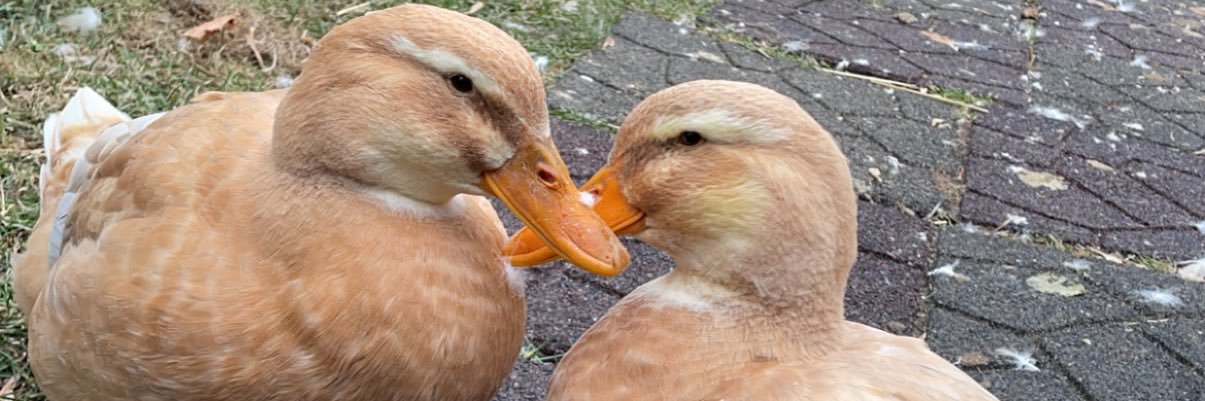 eggthottt's profile banner image