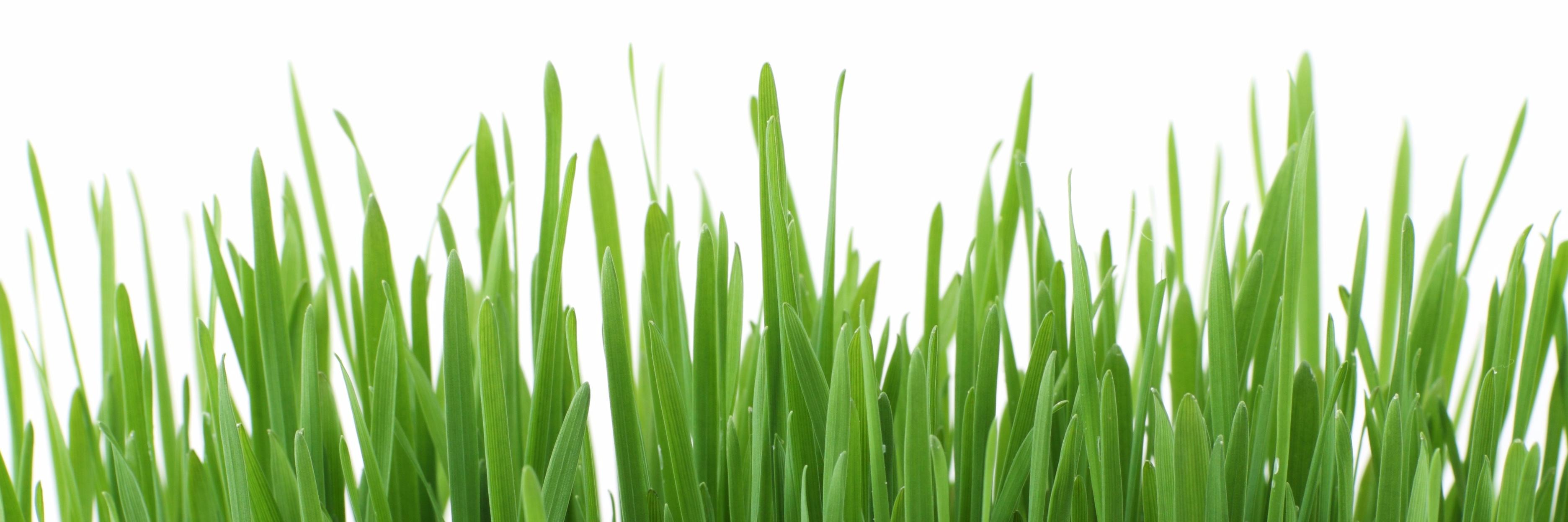SuperGreensGuru's profile banner image