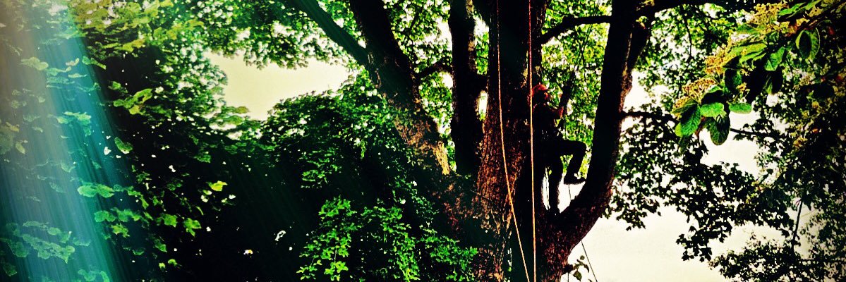 abouttrees's profile banner image