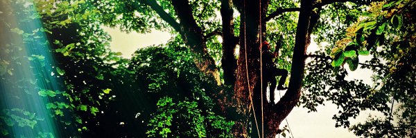 abouttrees Profile Banner