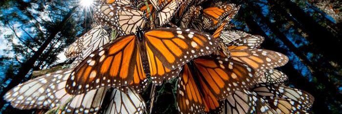 Azusena Hernández banner